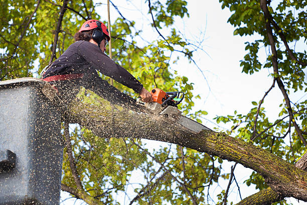 Best Residential Tree Removal  in USA